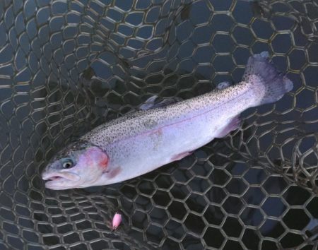 何かが起こる夕マヅメ ～大安トラウトレイク～